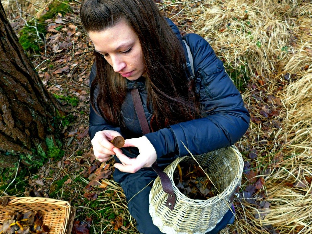 Picking winter chanterelles