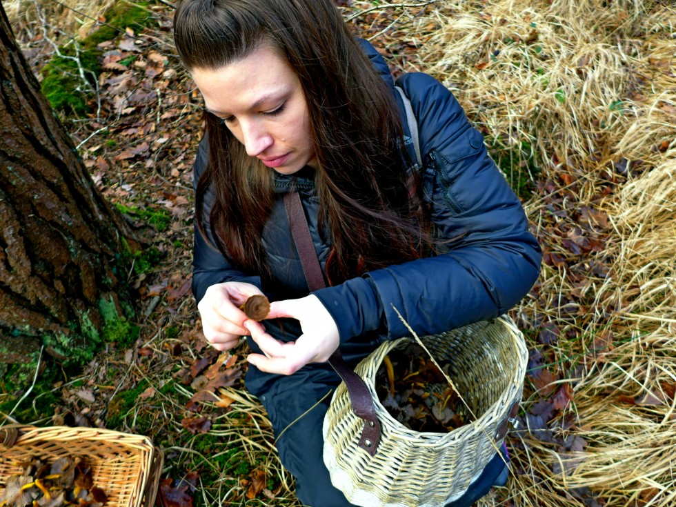 Picking winter chanterelles