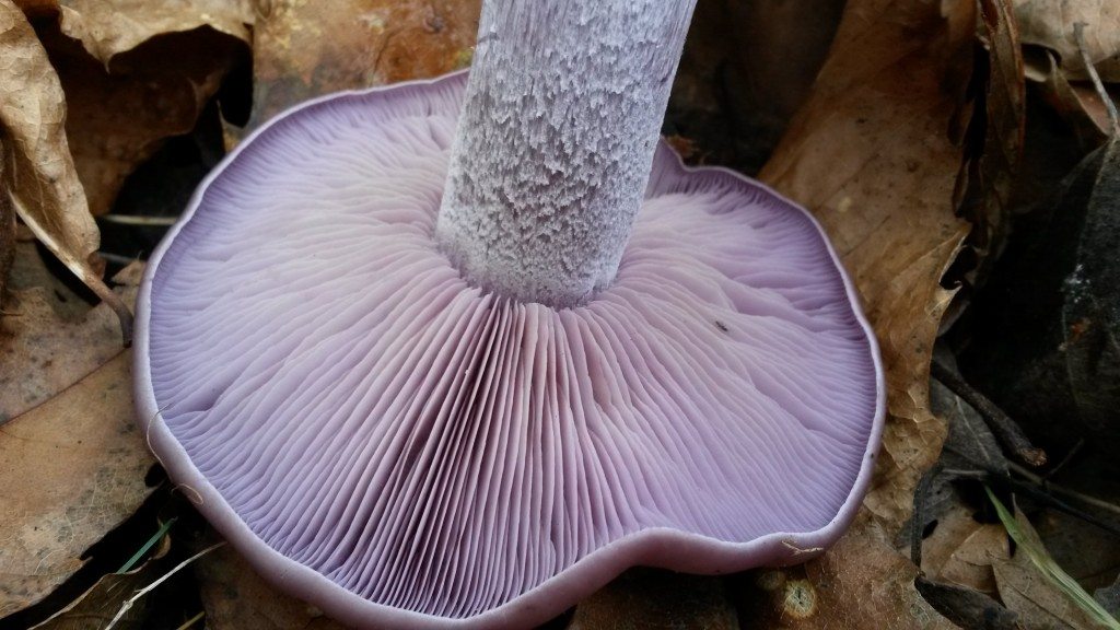 Wood blewit