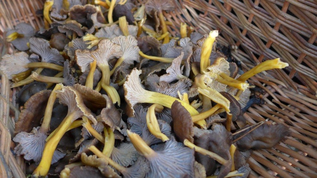 Winter chanterelles