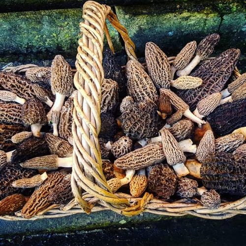 About 40 woodchip black morels in a basket