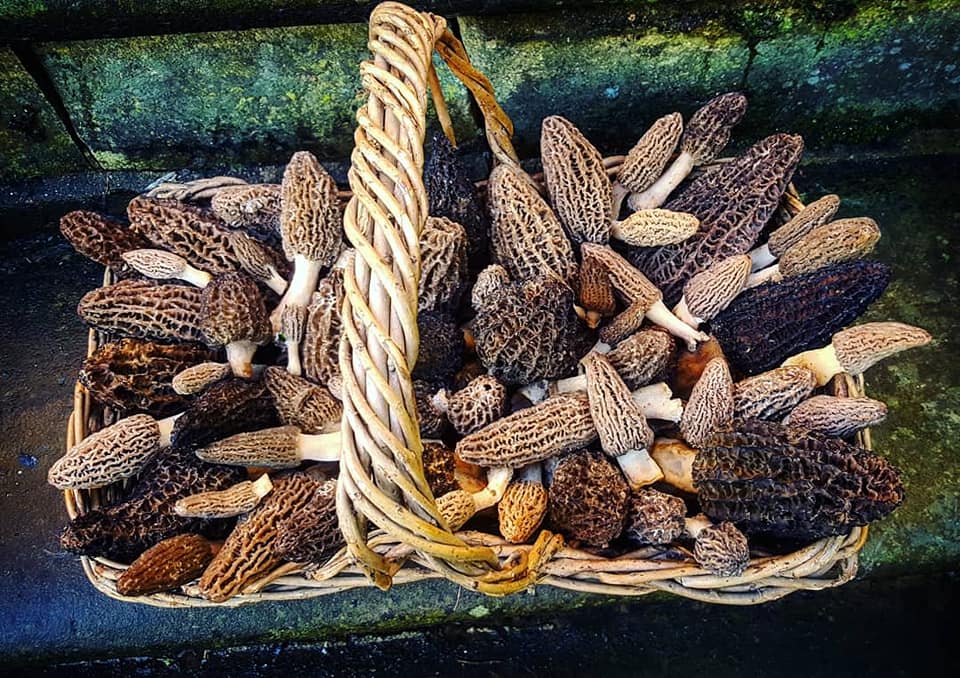 About 40 woodchip black morels in a basket