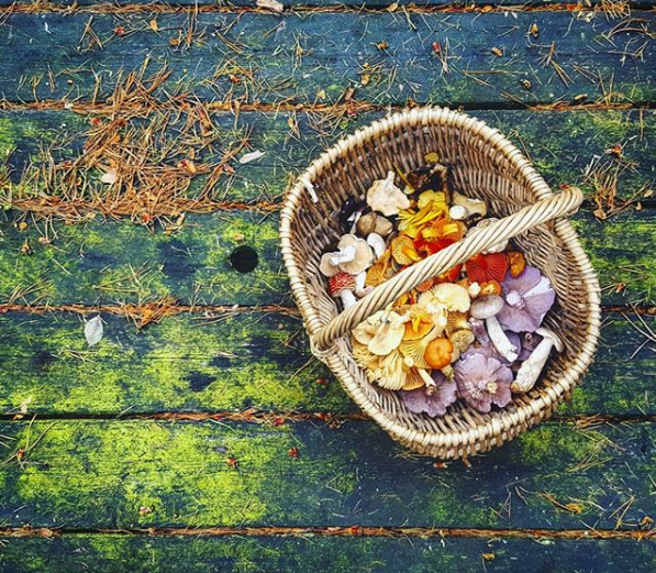 Aerial shot of a wicker basket containing a colourful array of early winter edible mushrooms including lilac wood boletes, yellow, orange, peach and red coloured waxcaps, creamy hedgehog fungus, brown-capped boletes of different kinds and a red-and-white fly agaric toadstool, the basket sitting on a wooden picnic table top covered in green algae and coppery larch needles