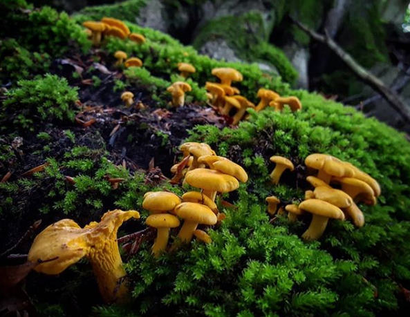 A smattering of young yellow chanterelle mushrooms pinning through springy green moss on the forest floor amongst old beech tree roots and fallen leaves