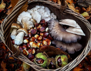 A wicker basket full of foraged sweet chestnuts, porcini mushrooms and tiers of grey oysters mushrooms set on the forest floor which is covered in coppery fallen leaves and beechnut husks