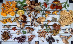 A display of edible fungi laid out on a table in family groups all found on an autumn foraging course in the Lake District