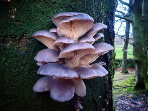 A tiered cluster of about 20 young grey oyster mushrooms grows out of a standing beech tree trunk with woodland views behind of leafless old beech trees and mossy patches, the oysters have smooth grey caps and white gills underneath
