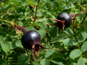 Black burnet rosehips on bush