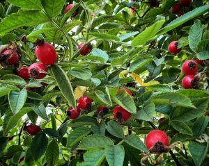 Wild rosehips on bush