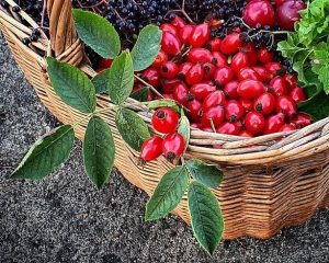 Foraged wild rosehips in a wicker basket with a few rose leaves too