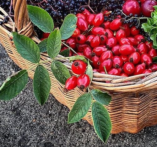 Foraged wild rosehips in a wicker basket with a few rose leaves too