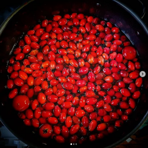 Rosehips floating in a big stainless steel pan about to be cooked for making puree and ketchup